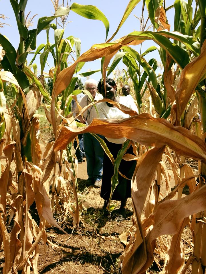 Kitchen gardens go ahead despite adverse weather