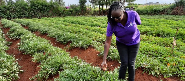 Growing potatoes in Meru county