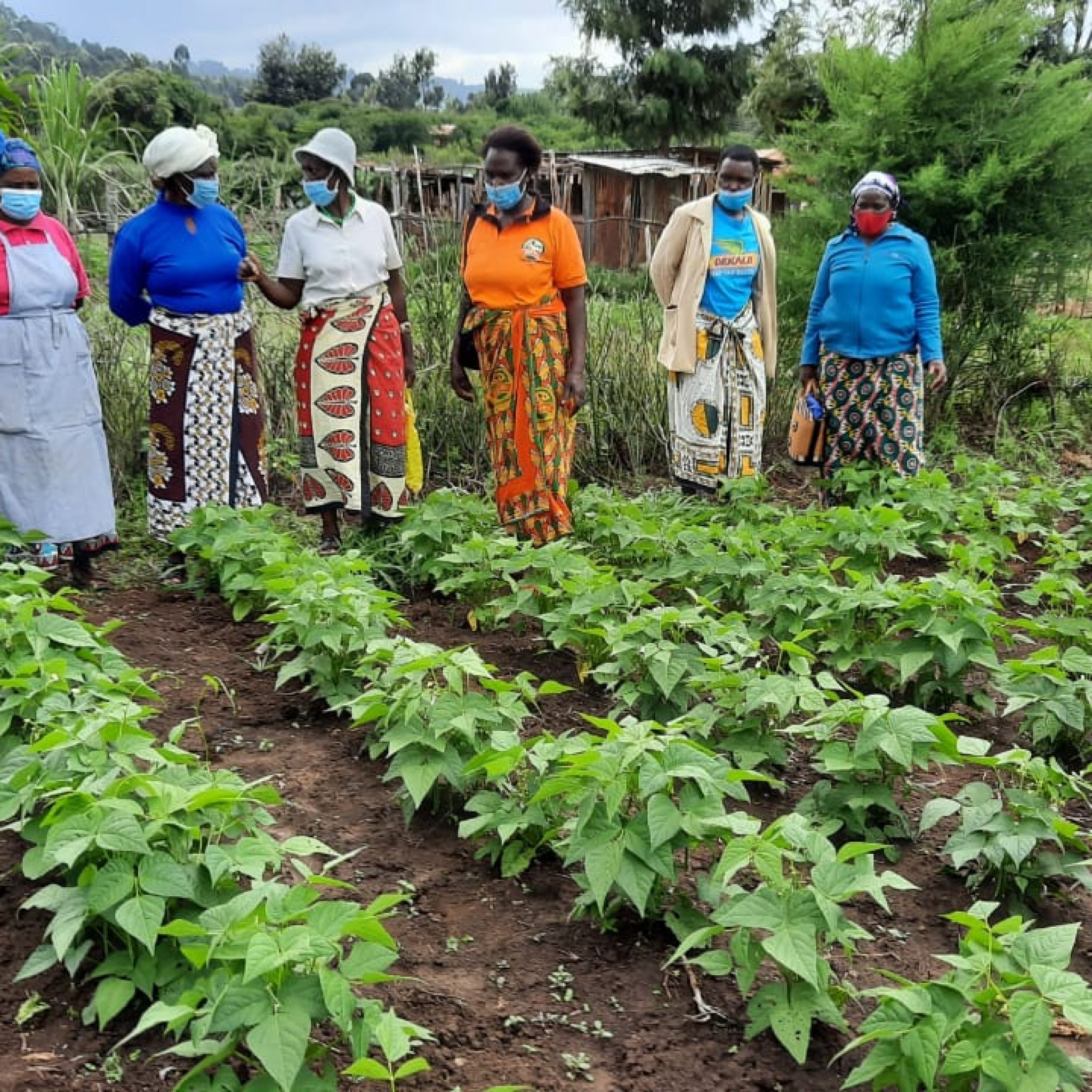 Better beans for families in Kenya