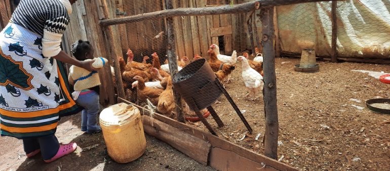 Eggs for Nutrition