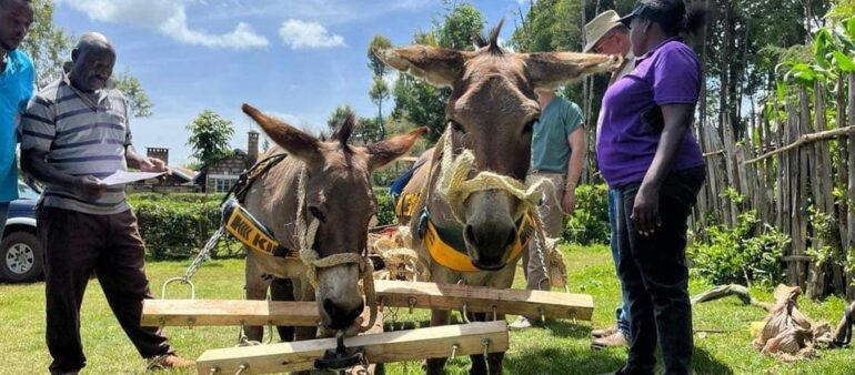 Donkey welfare in Meru